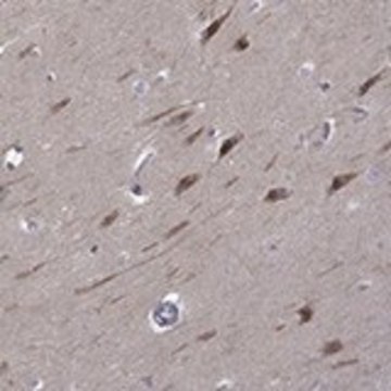 Anti-B3GAT1 antibody produced in rabbit Prestige Antibodies® Powered by Atlas Antibodies, affinity isolated antibody, buffered aqueous glycerol solution