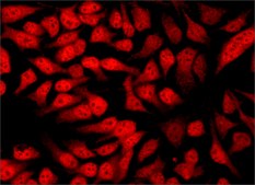 Anti-Histone Deacetylase 3 (HDAC3) antibody produced in rabbit IgG fraction of antiserum, buffered aqueous solution