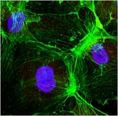 Anti-Caspase 3 Antibody from rabbit, purified by affinity chromatography