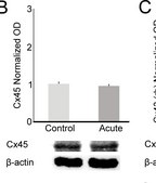抗连接蛋白45抗体，近CT，细胞质 Chemicon®, from rabbit