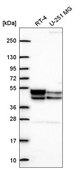Anti-PDK3 antibody produced in rabbit Prestige Antibodies® Powered by Atlas Antibodies, affinity isolated antibody