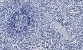 Anti-Heme Oxygenase 1 Antibody, clone 1F8 ZooMAb® Rabbit Monoclonal recombinant, expressed in HEK 293 cells