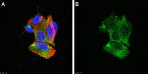 Anti-TRPA1 Antibody, clone 2N14 ZooMAb® Rabbit Monoclonal recombinant, expressed in HEK 293 cells