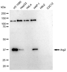 KD-Validated Anti Arg2 Antibody, clone 23GB655, Rabbit Monoclonal clone 23GB655, recombinant rabbit monoclonal, expressed in HEK293 cells