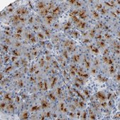 Anti-ANPEP antibody produced in rabbit Prestige Antibodies® Powered by Atlas Antibodies, affinity isolated antibody, buffered aqueous glycerol solution