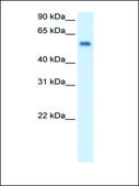 Anti-MAOB antibody produced in rabbit affinity isolated antibody
