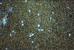 Anti-Integrin α2 Antibody, clone P1E6 clone P1E6, Chemicon®, from mouse