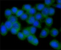 Anti-Nitric Oxide Synthase, Inducible antibody, Mouse monoclonal clone NOS-IN, purified from hybridoma cell culture