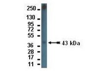 Anti-Connexin 43 Antibody Chemicon®, from rabbit