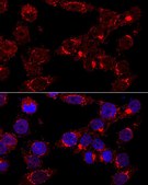 Anti-GM130 antibody produced in rabbit