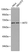 Anti-AKT2 antibody produced in rabbit
