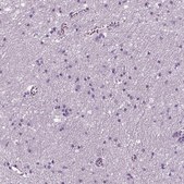 Anti-IGLL1 antibody produced in rabbit Prestige Antibodies® Powered by Atlas Antibodies, affinity isolated antibody
