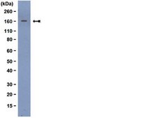 抗-Met（胞外）抗体，克隆4F8.2 clone 4F8.2, from mouse