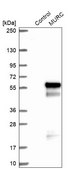 Anti-MURC antibody produced in rabbit Prestige Antibodies® Powered by Atlas Antibodies, affinity isolated antibody, buffered aqueous glycerol solution, Ab1