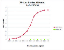 抗- 牛白蛋白 兔抗 affinity isolated antibody