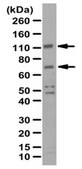 Anti-NLRP3 Antibody from rabbit, purified by affinity chromatography