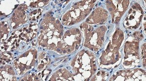 Anti-Thrombomodulin Antibody, clone 411-201B clone 411-201B, from rat