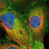 Anti-SLK antibody produced in rabbit Prestige Antibodies® Powered by Atlas Antibodies, affinity isolated antibody, buffered aqueous glycerol solution