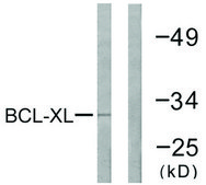 抗 BCL-XL 兔抗 affinity isolated antibody