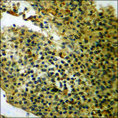 Anti-phospho-14-3-3 ζ/δ (pThr232) antibody produced in rabbit affinity isolated antibody