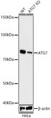 [KO Validated]Anti-ATG7 Antibody, clone 3X1W4, Rabbit Monoclonal