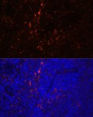 Anti-CD86 antibody produced in rabbit