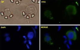 Monoclonal Anti-MYC antibody produced in mouse clone 1G7, purified immunoglobulin, buffered aqueous solution