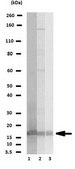Anti-Histone H2B Antibody Upstate®, from rabbit