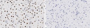 Anti-BMI-1 Antibody, clone F6 ZooMAb® Mouse Monoclonal recombinant, expressed in HEK 293 cells