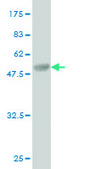 Monoclonal Anti-BRD3 antibody produced in mouse clone 6E7, purified immunoglobulin, buffered aqueous solution