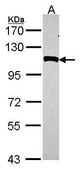 Anti-NPEPPS antibody produced in rabbit affinity isolated antibody, buffered aqueous solution