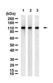 Anti-Notch 3 Antibody, clone 1G17 ZooMAb® Rabbit Monoclonal recombinant, expressed in HEK 293 cells