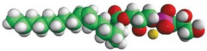 18:1 Lyso PG 1-oleoyl-2-hydroxy-sn-glycero-3-phospho-(1′-rac-glycerol) (sodium salt), chloroform