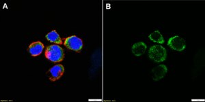 Anti-CD130/IL-6RB Antibody, clone 2I13 ZooMAb® Rabbit Monoclonal recombinant, expressed in HEK 293 cells