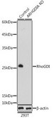 Anti- RhoGDI antibody produced in rabbit