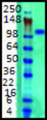 Monoclonal Anti-KCNB1 antibody produced in mouse clone S89-34, 1 mg/mL, purified immunoglobulin