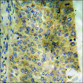 Anti-phospho-CRYAB/Crystallin-α-B (pSer59) antibody produced in rabbit affinity isolated antibody