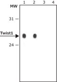 抗-Twist1 兔抗 ~1 mg/mL, affinity isolated antibody, buffered aqueous solution