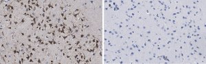 Anti-phospho-GluR1 (Ser831) Antibody, clone N453, ZooMAb® Rabbit Monoclonal recombinant, expressed in HEK 293 cells