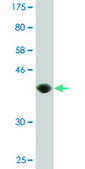 Monoclonal Anti-AREG antibody produced in mouse clone 3E4, purified immunoglobulin, buffered aqueous solution