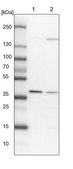 Anti-WDR92 antibody produced in rabbit Prestige Antibodies® Powered by Atlas Antibodies, affinity isolated antibody, buffered aqueous glycerol solution