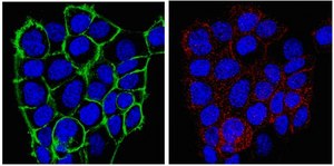 Anti-Frizzled-7 Antibody from rabbit, purified by affinity chromatography