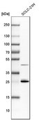 Anti-YWHAE antibody produced in rabbit Prestige Antibodies® Powered by Atlas Antibodies, affinity isolated antibody, buffered aqueous glycerol solution