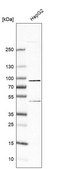 Anti-SLC6A12 antibody produced in rabbit Prestige Antibodies® Powered by Atlas Antibodies, affinity isolated antibody, buffered aqueous glycerol solution