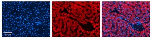 Anti-P4HB (AB2) antibody produced in rabbit affinity isolated antibody