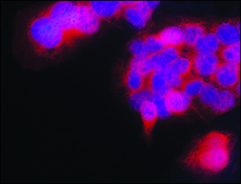 Anti-TDP-43 antibody produced in rabbit ~1.5 mg/mL, affinity isolated antibody, buffered aqueous solution