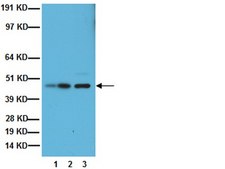 Anti-Growth Associated Protein 43 Antibody, clone 9-1E12 clone 9-1E12, Chemicon®, from mouse
