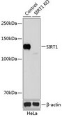 Anti- SIRT1 antibody produced in rabbit