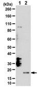 抗-IL-21抗体 from rabbit, purified by affinity chromatography
