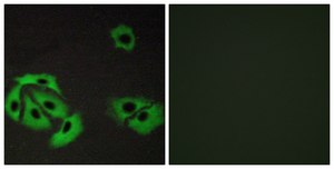 Anti-BAX antibody produced in rabbit affinity isolated antibody